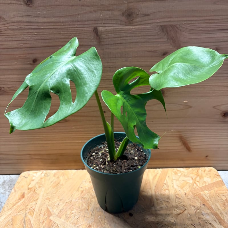 モンステラ デリシオーサ 実生変異 | GREEN LUCK