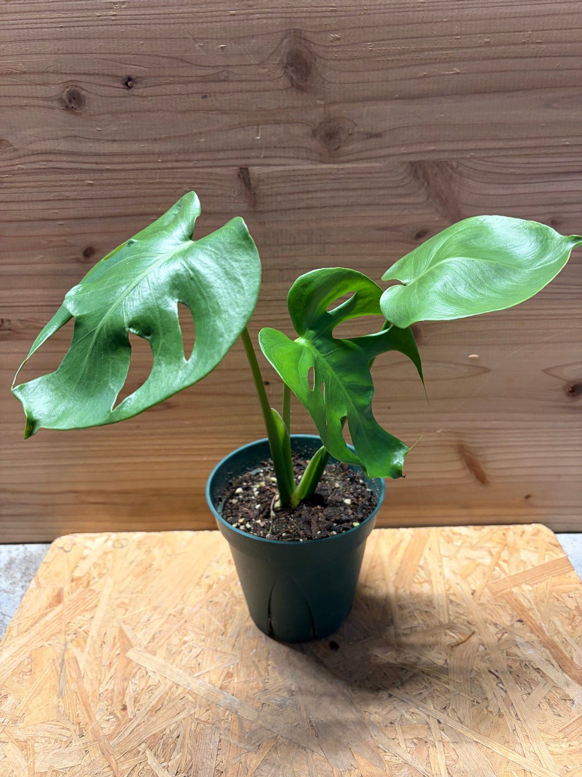 モンステラ デリシオーサ 実生変異 | GREEN LUCK