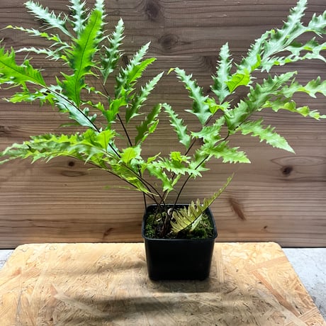 ドリナリア | STORES