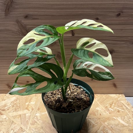 マドカズラ | STORES