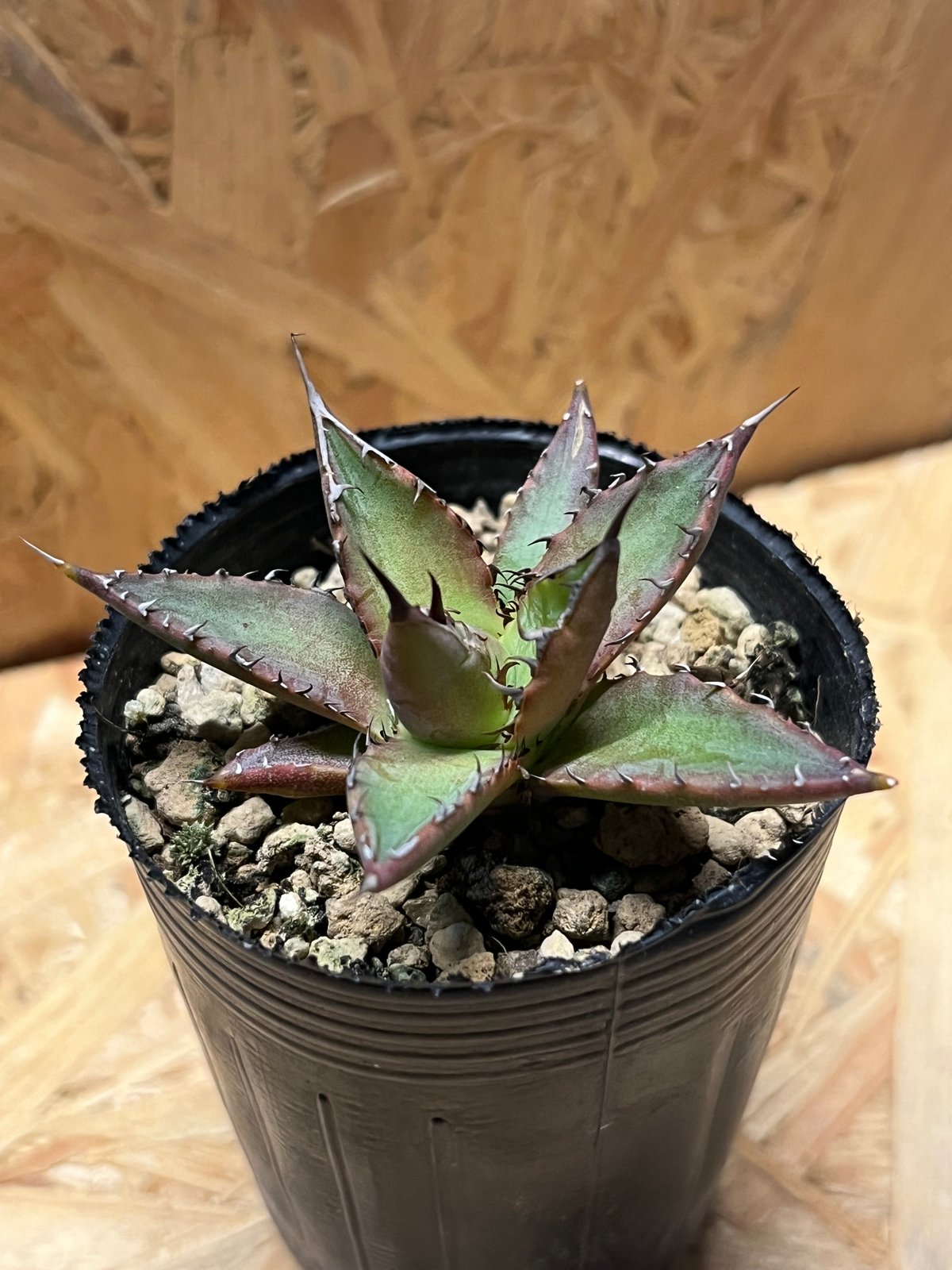 アガベ ホリダ 実生 | GREEN LUCK