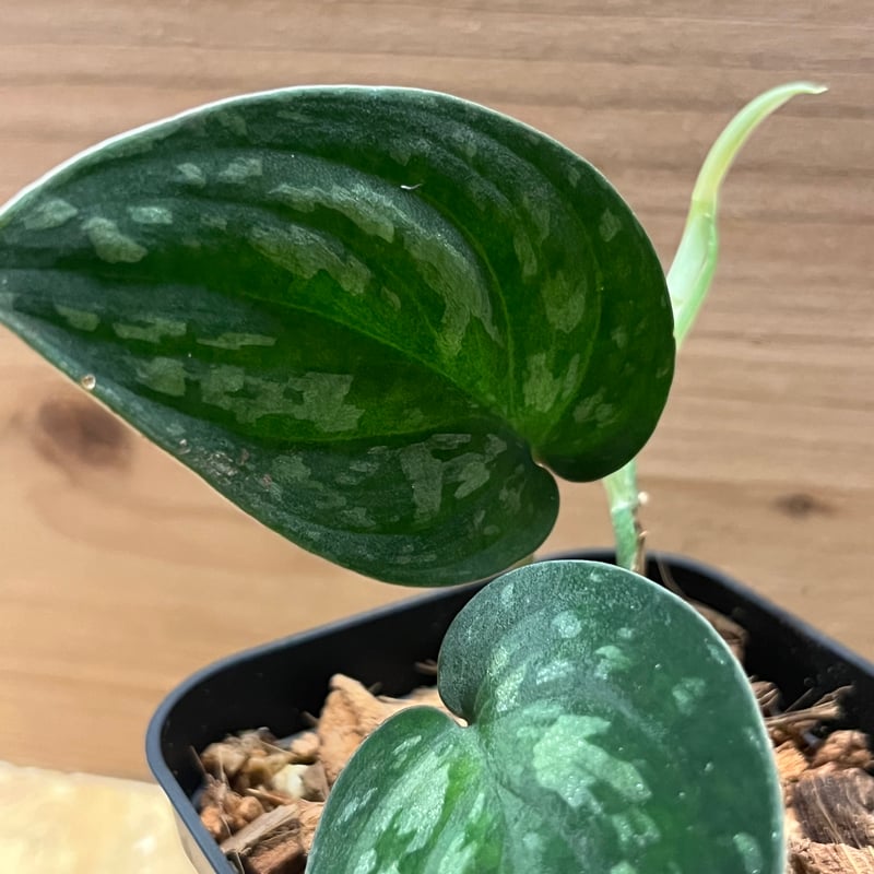 スキンダプサス スーパーブラック ボルネオ | GREEN LUCK