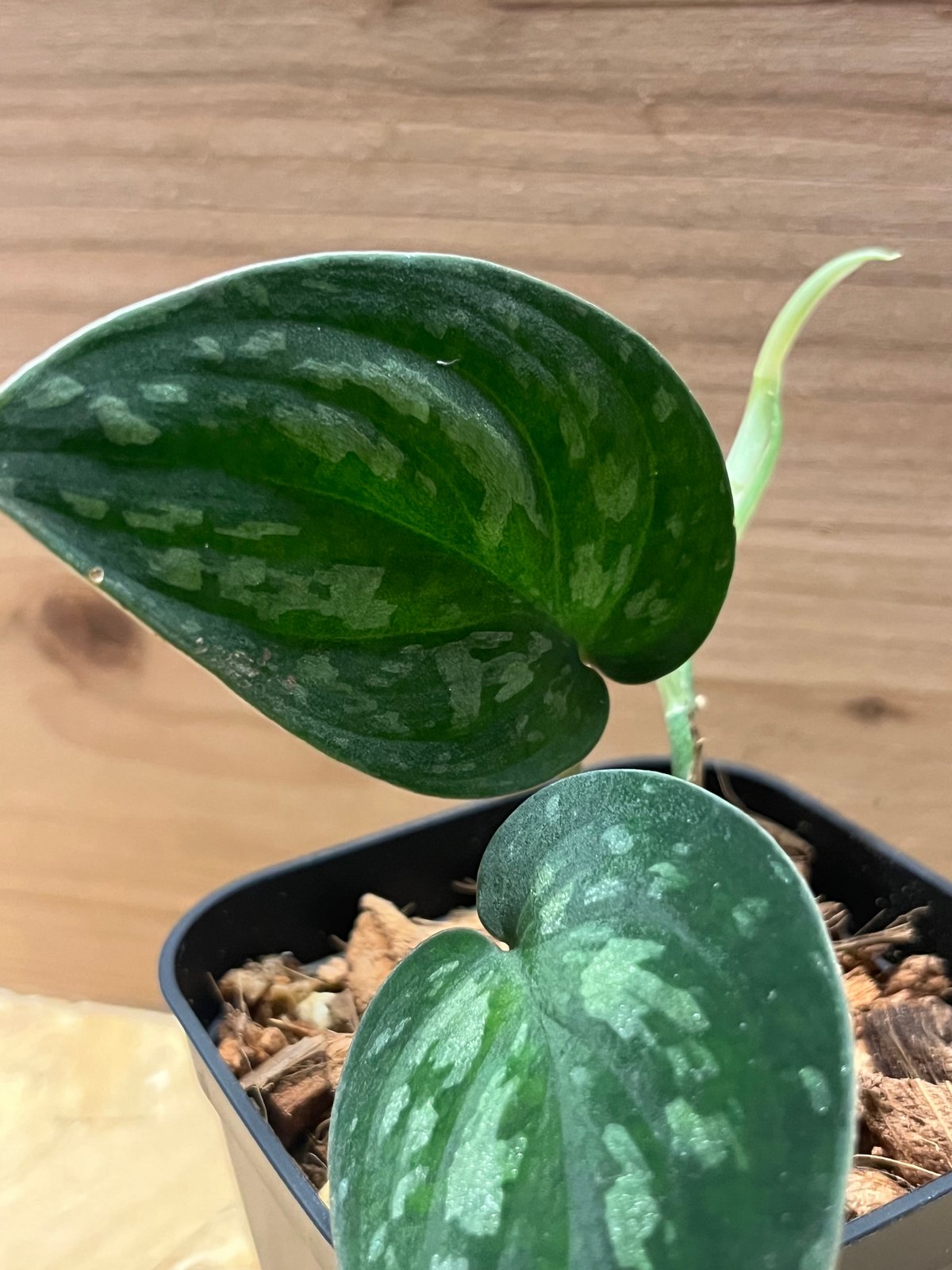 スキンダプサス スーパーブラック ボルネオ | GREEN LUCK