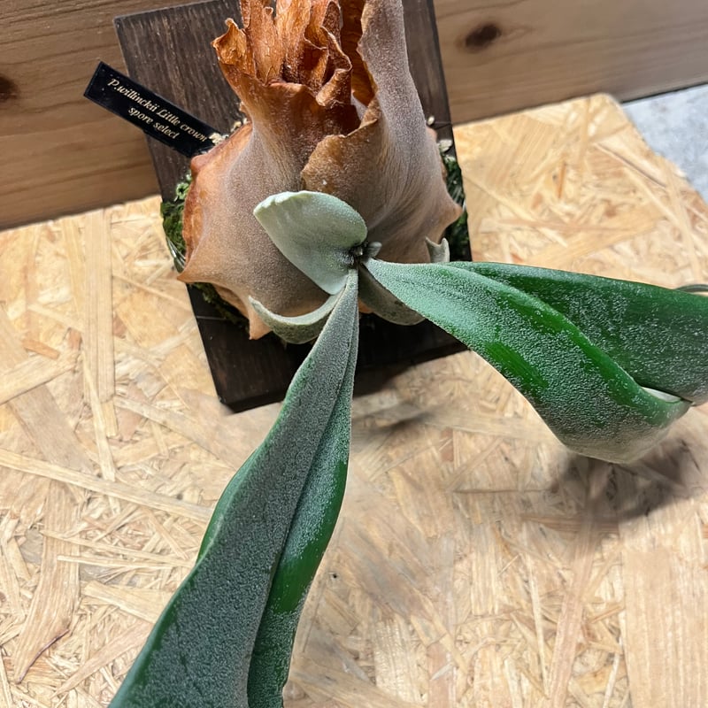 ビカクシダ リトルクラウン スポアセレクト | GREEN LUCK