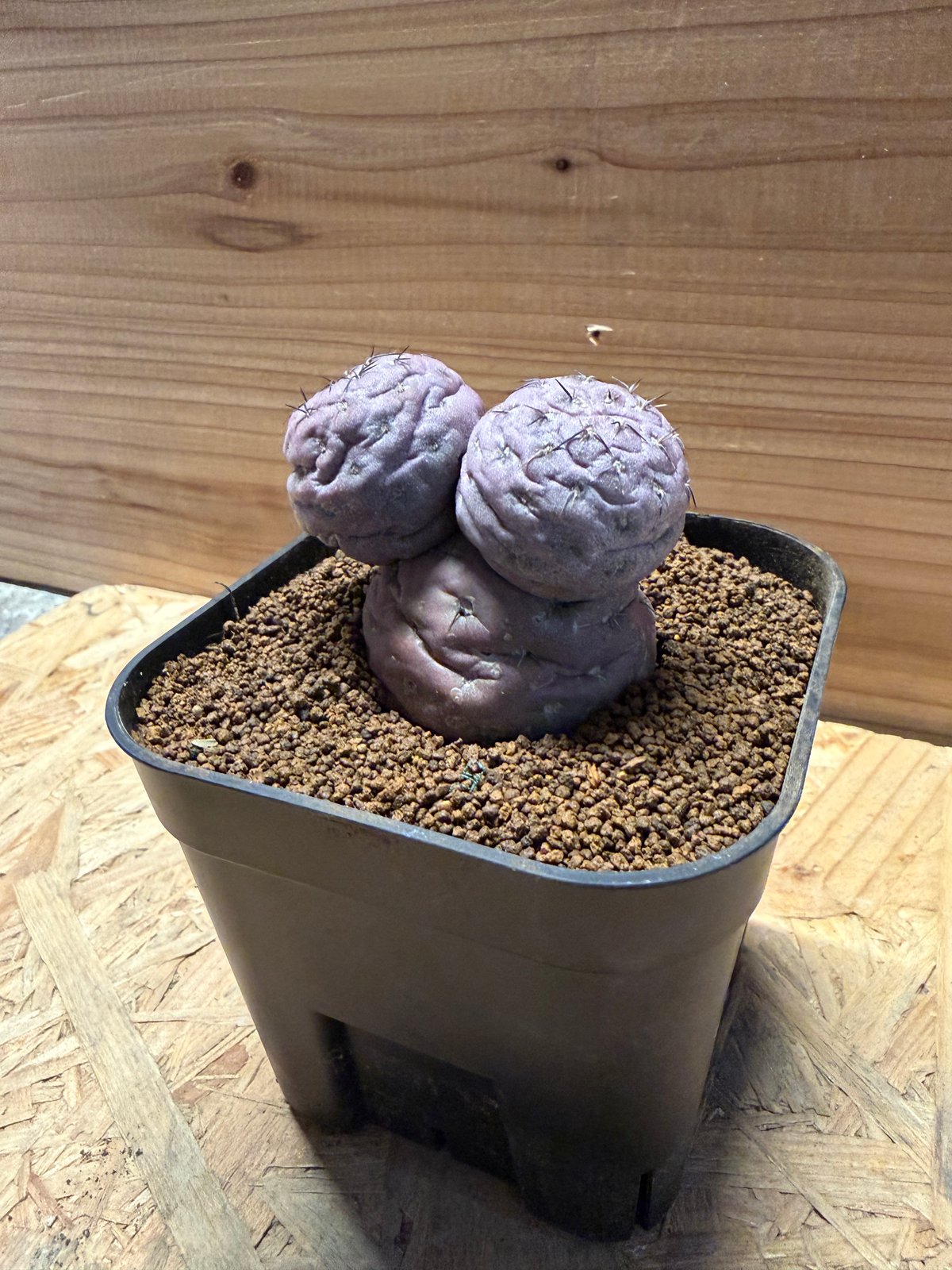 2025輸入　テフロカクタス　種子全量 種子] テフロカクタス ゲオメトリクス Tephrocactus geometricus