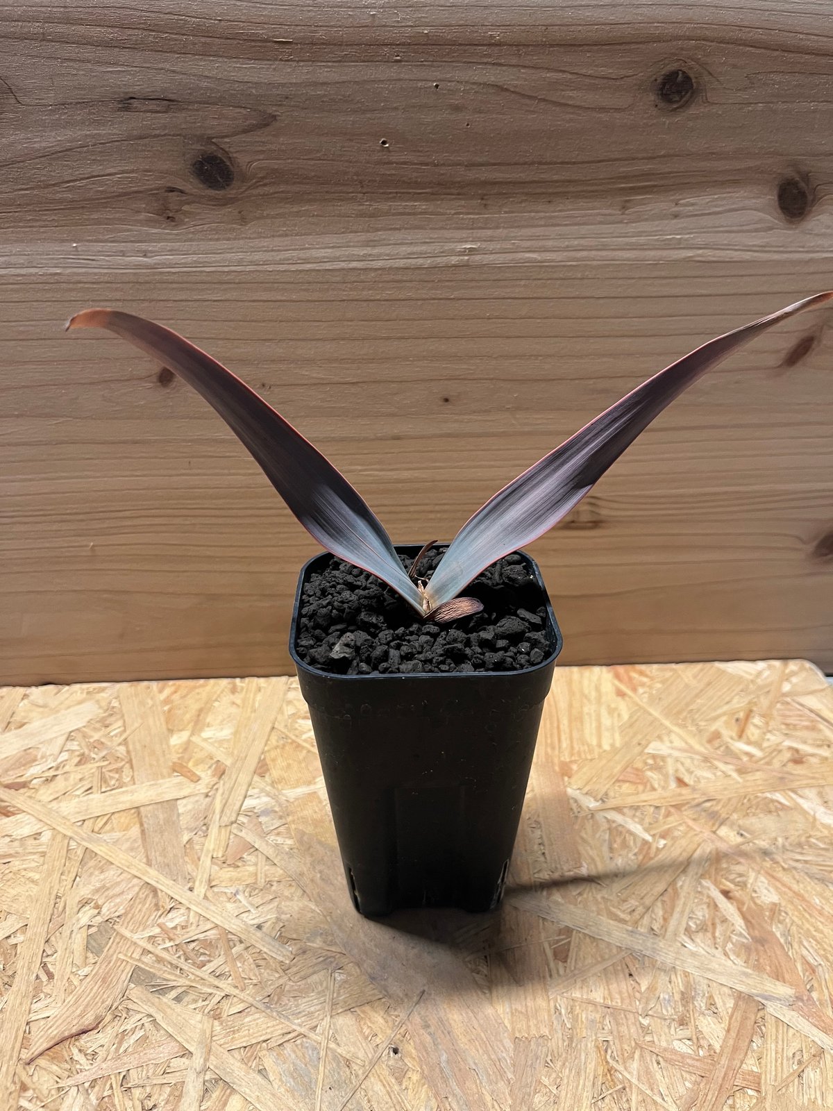 奇想天外 ウェルウィッチア・ミラビリスWelwitschia mirabilis fit=scale-down,w=1200