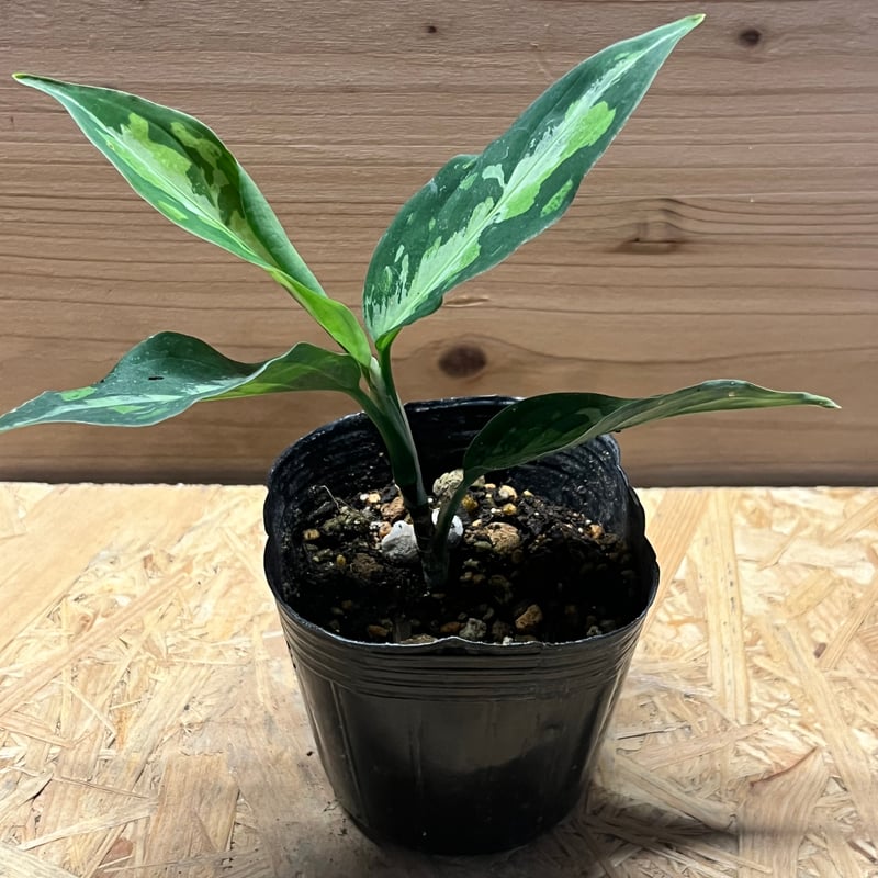 (MB-M250821-6) アグラオネマ　ピクタム MB PLANTS /熱帯植物のネット販売 | -MB- Aglaonema Pictum