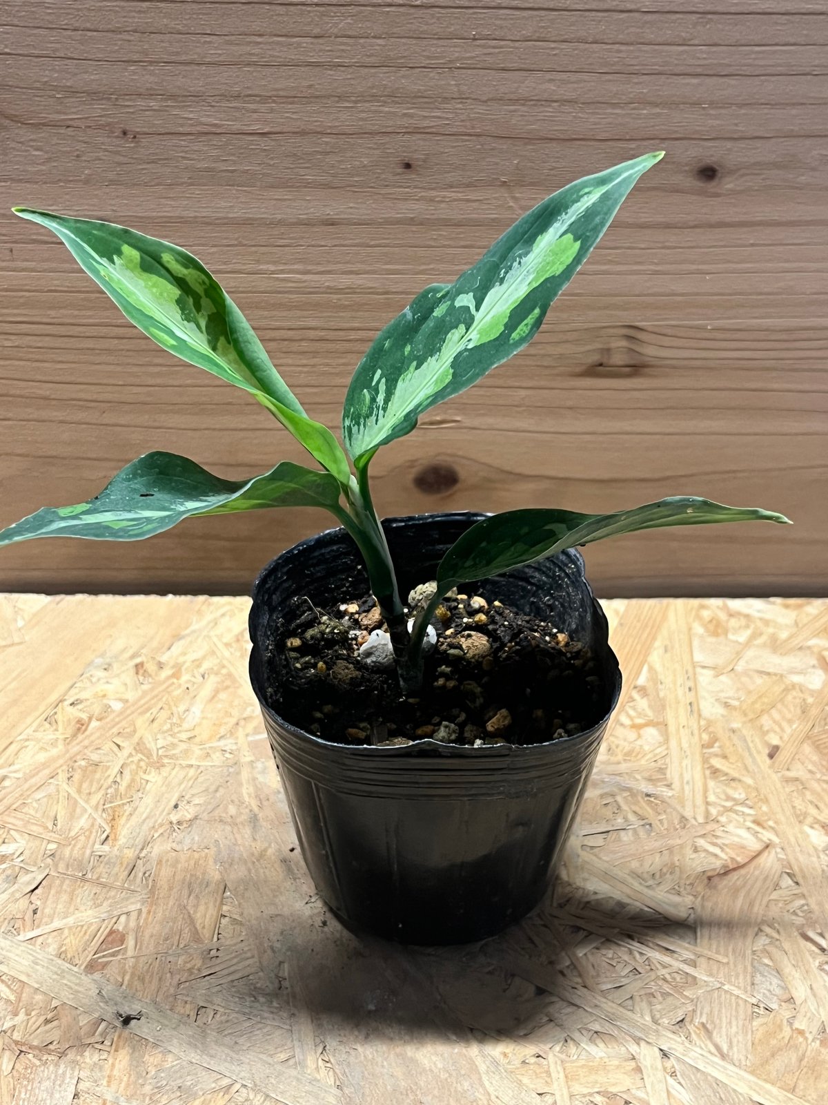 アグラオネマ　タイプ　エウレカ　トリカラー アグラオネマ ピクタム トリカラー エウレカタイプ | GREEN LUCK