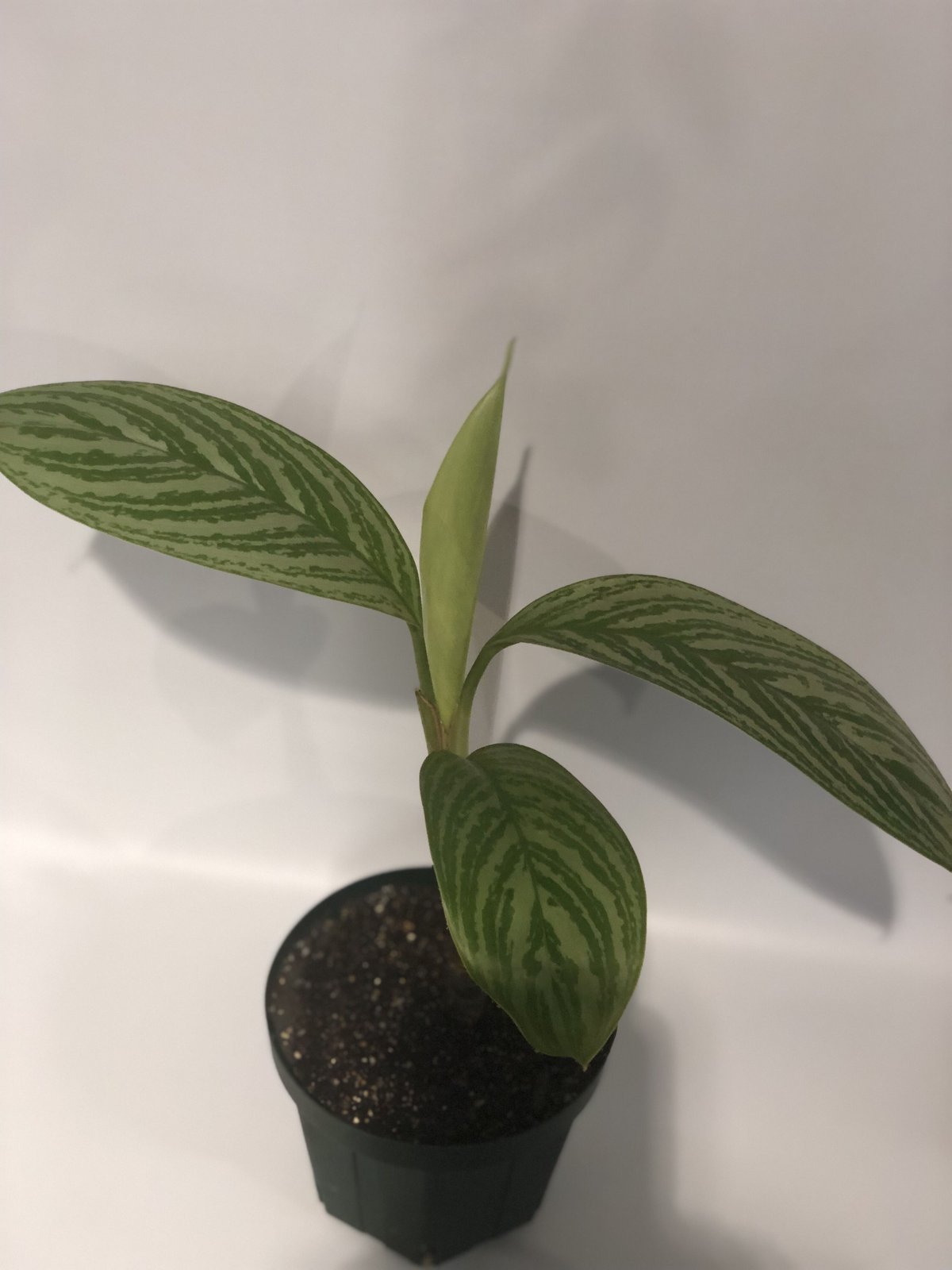 アグラオネマ ニティドゥム カーティシー | GREEN LUCK