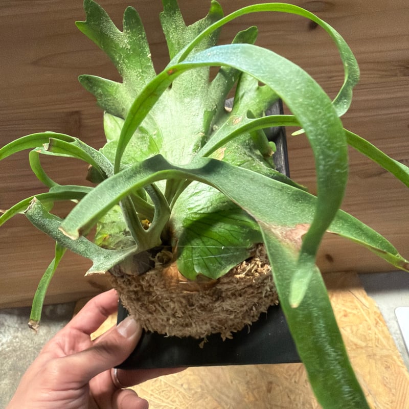 ビカクシダ コロナリウム 'フィリピネス コンパクト' | GREEN LUCK