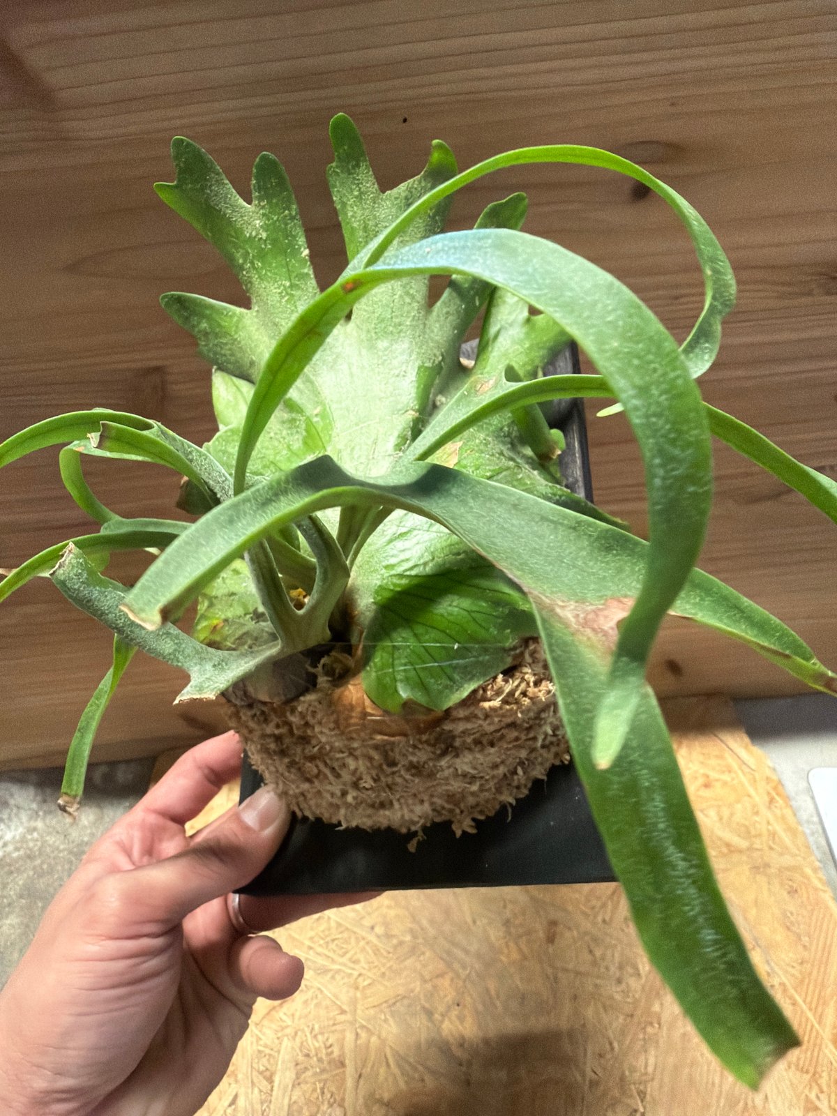 ビカクシダ コロナリウム 'フィリピネス コンパクト' | GREEN LUCK