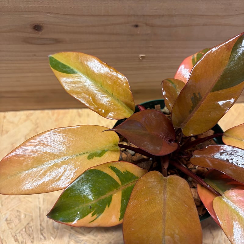 フィロデンドロン ブラックカーディナル 斑入り | GREEN LUCK