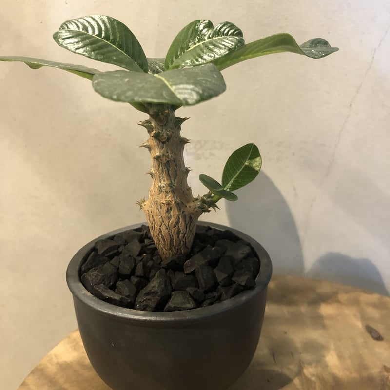 パキポディウム ウィンゾリー×伝市鉢 | GREEN LUCK