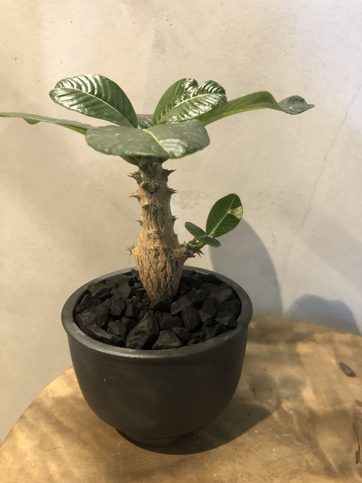 パキポディウム ウィンゾリー×伝市鉢 | GREEN LUCK