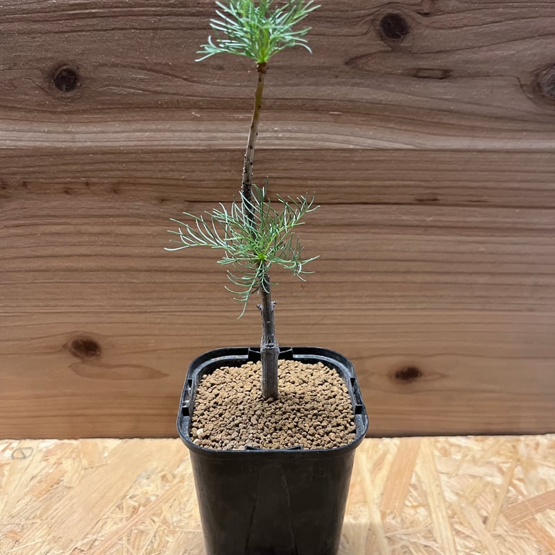 コミフォラ クラウゼリアナ K5 コミフォラ クラウセリアナ／Commiphora kraeuseliana – KOMO