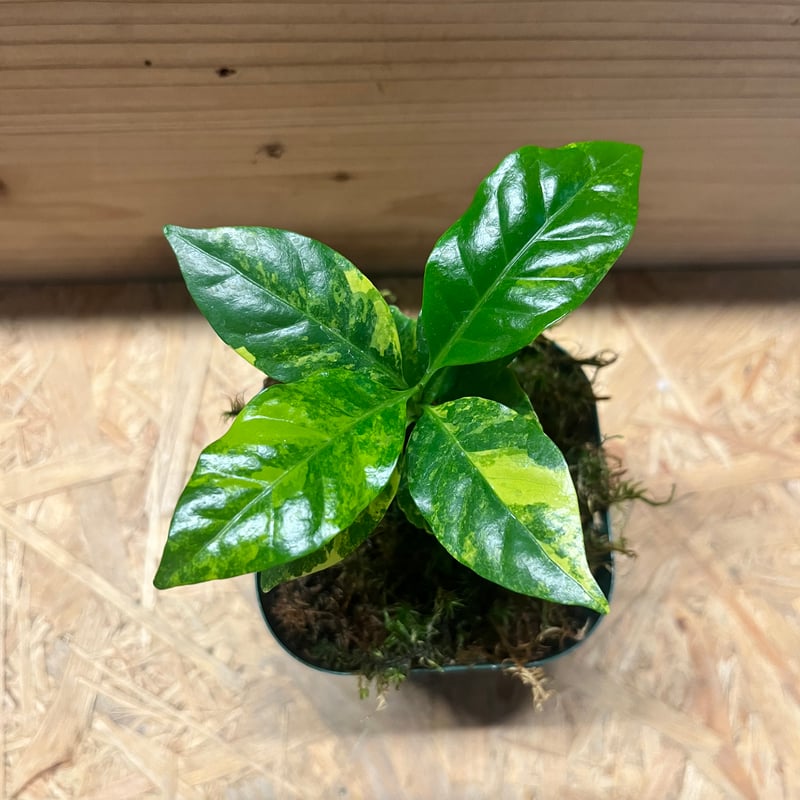コーヒーの木 斑入り | GREEN LUCK