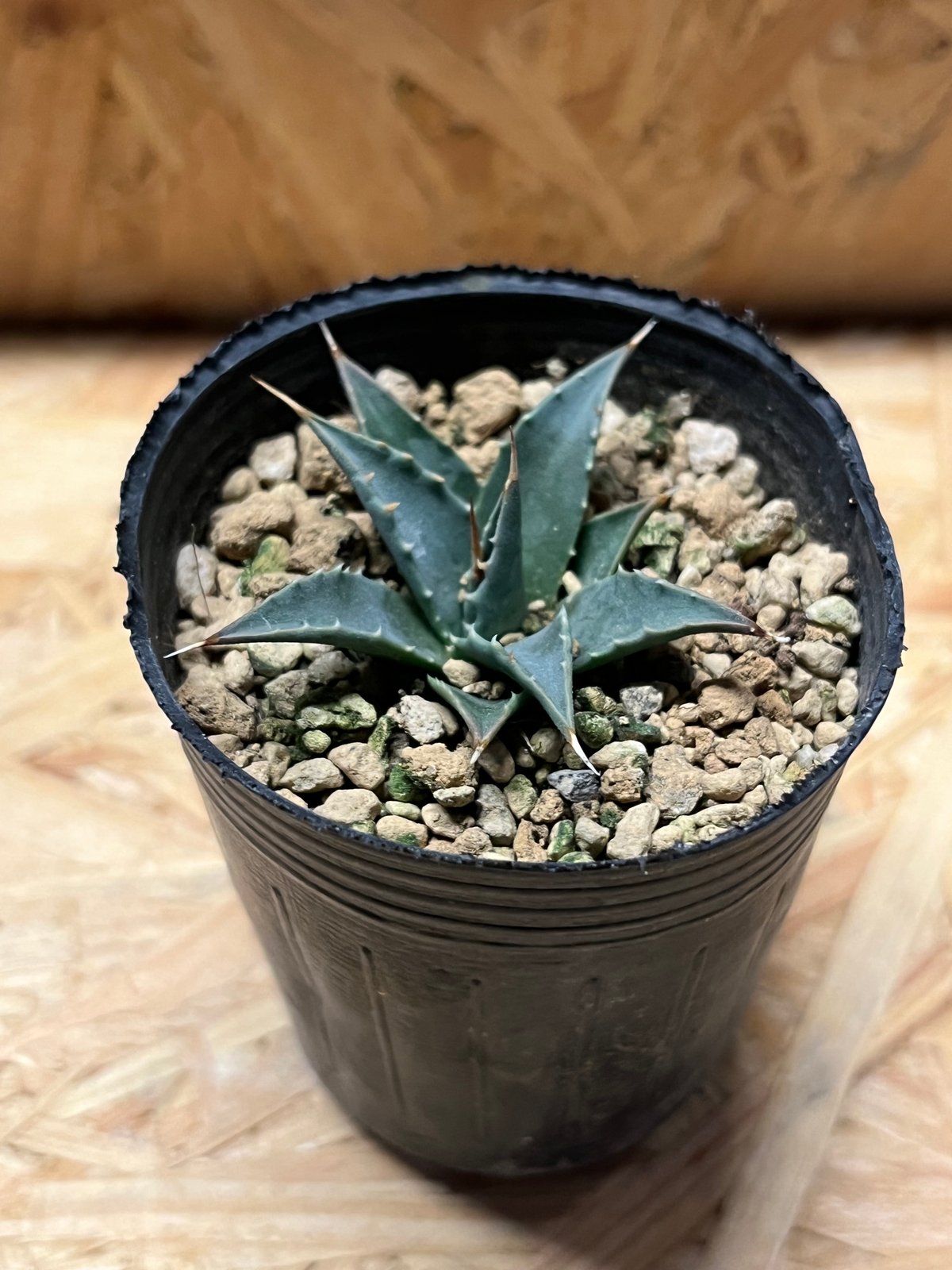 多肉植物　アガベ　ユタエンシス　エボリスピナ　　実生　5年 アガベ ユタエンシス エボリスピナ実生5年目-2 | HARENOHI-PLANTS