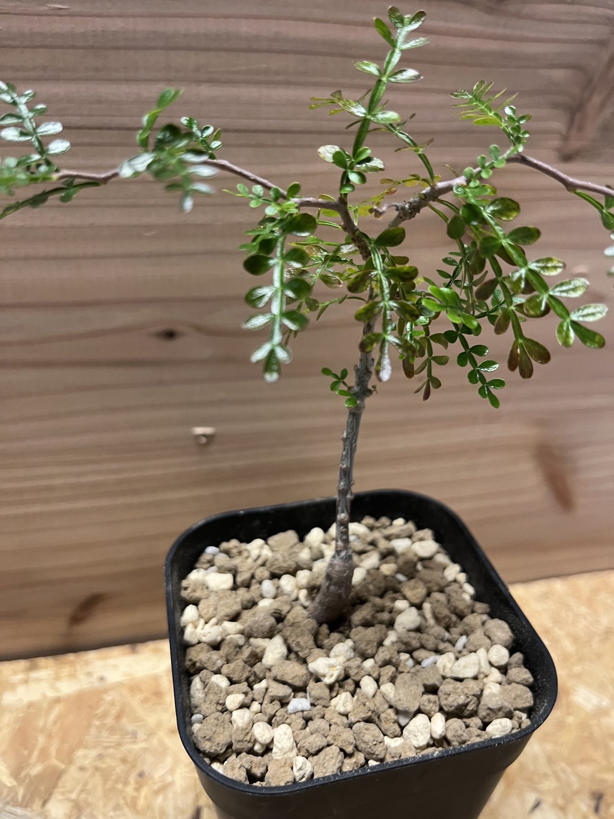 オペルクリカリア・パキプス　実生 実生】オペルクリカリア・パキプス2023〜｜🍀GreenSnap