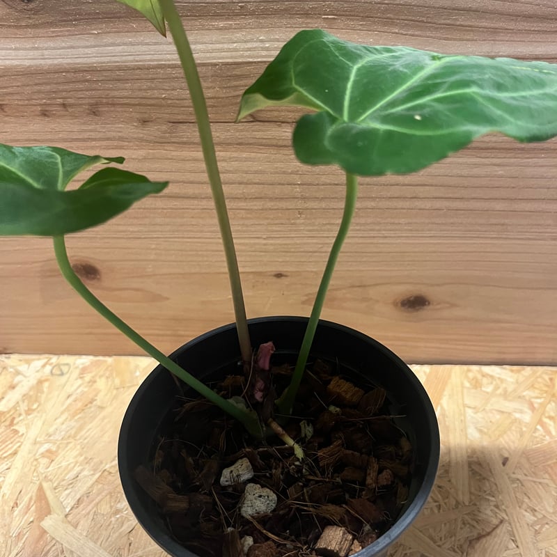 アンスリウム パピリラミナム レッドステム | GREEN LUCK
