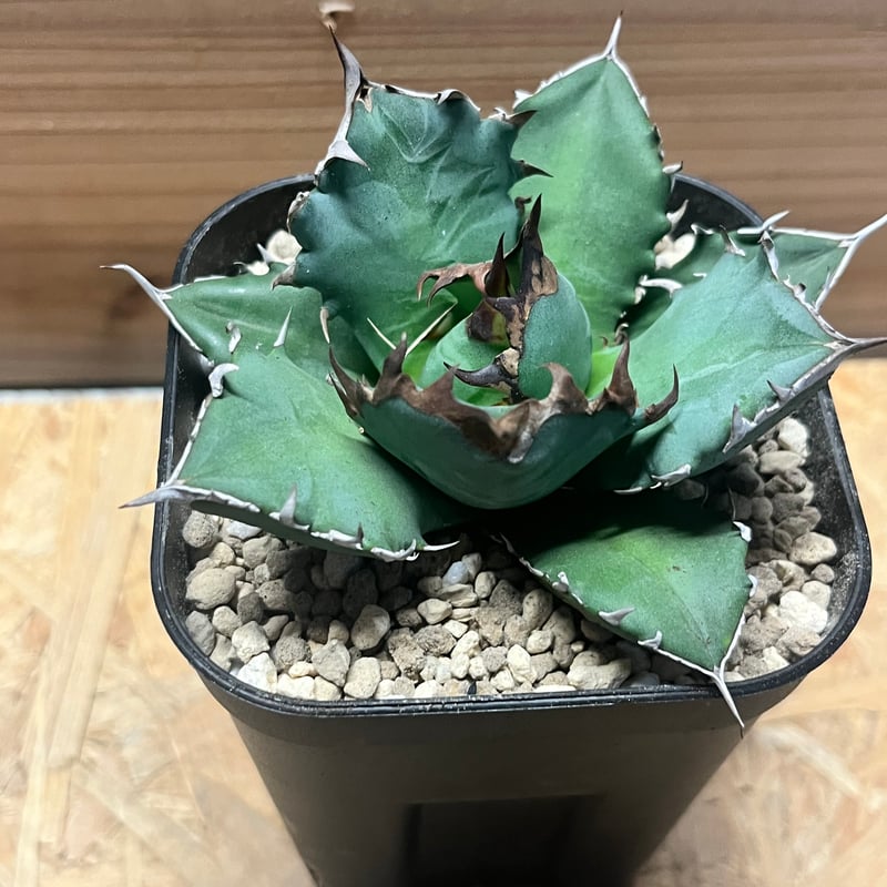 アガベ チタノタ '姫厳竜' | GREEN LUCK