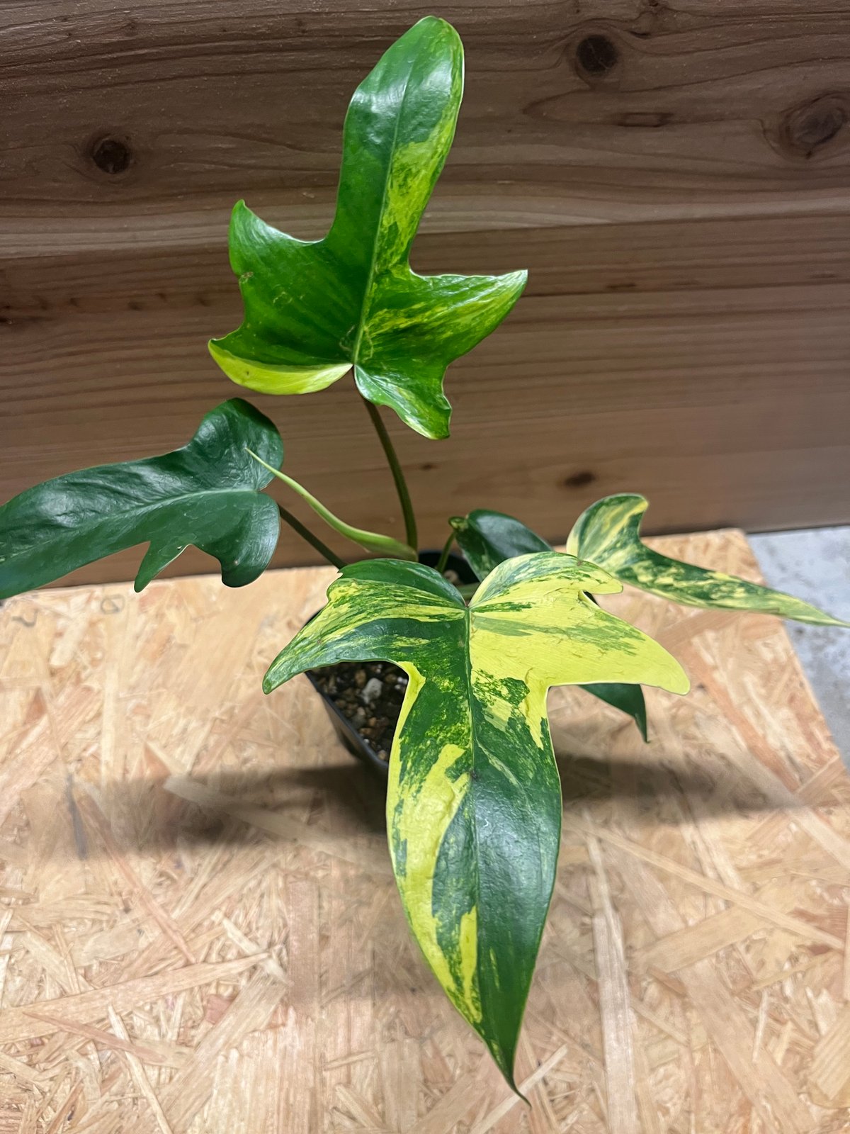 フィロデンドロン フロリダビューティー | GREEN LUCK