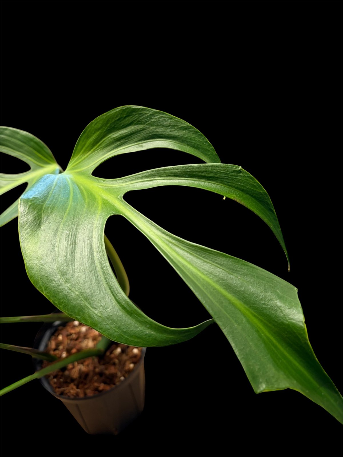 モンステラ 'バールマルクスフレーム' | GREEN LUCK