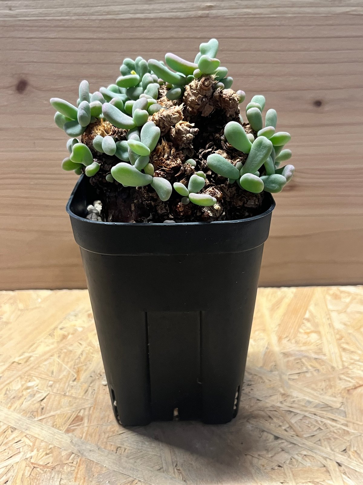 ケラリア ピグマエア | GREEN LUCK