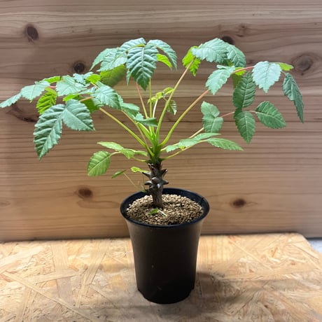 【実生】ベイセリアメキシカーナ　Beiselua mexicana B Beiselia mexicana【ベイセリア・メキシカーナ】 | RIMO'S GREEN