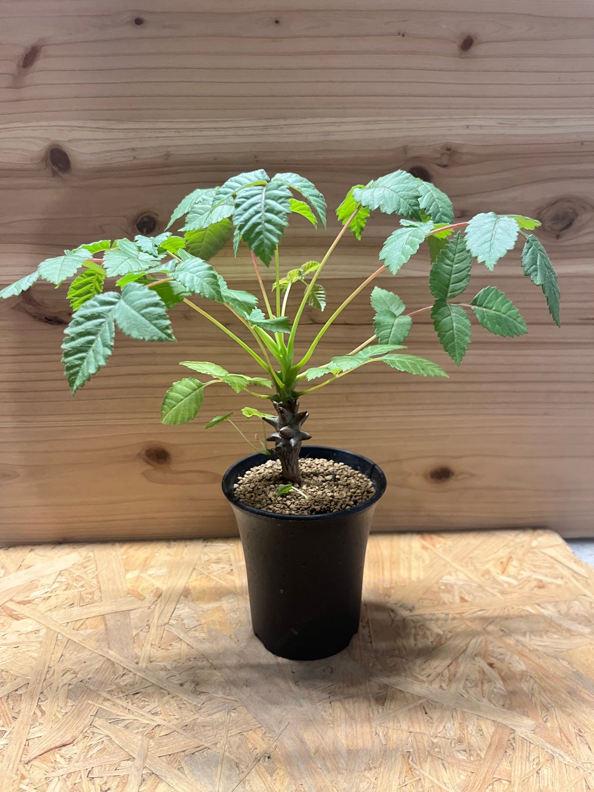 植物ベイセリアメキシカーナ ベイセリア：メキシカーナ 3号鉢植え の通販 | 園芸ネット
