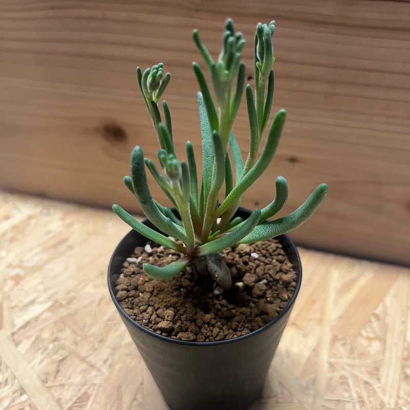 フィロボルス　テヌイフロルス　鉢ごと フィロボルス テヌイフロルス | GREEN LUCK