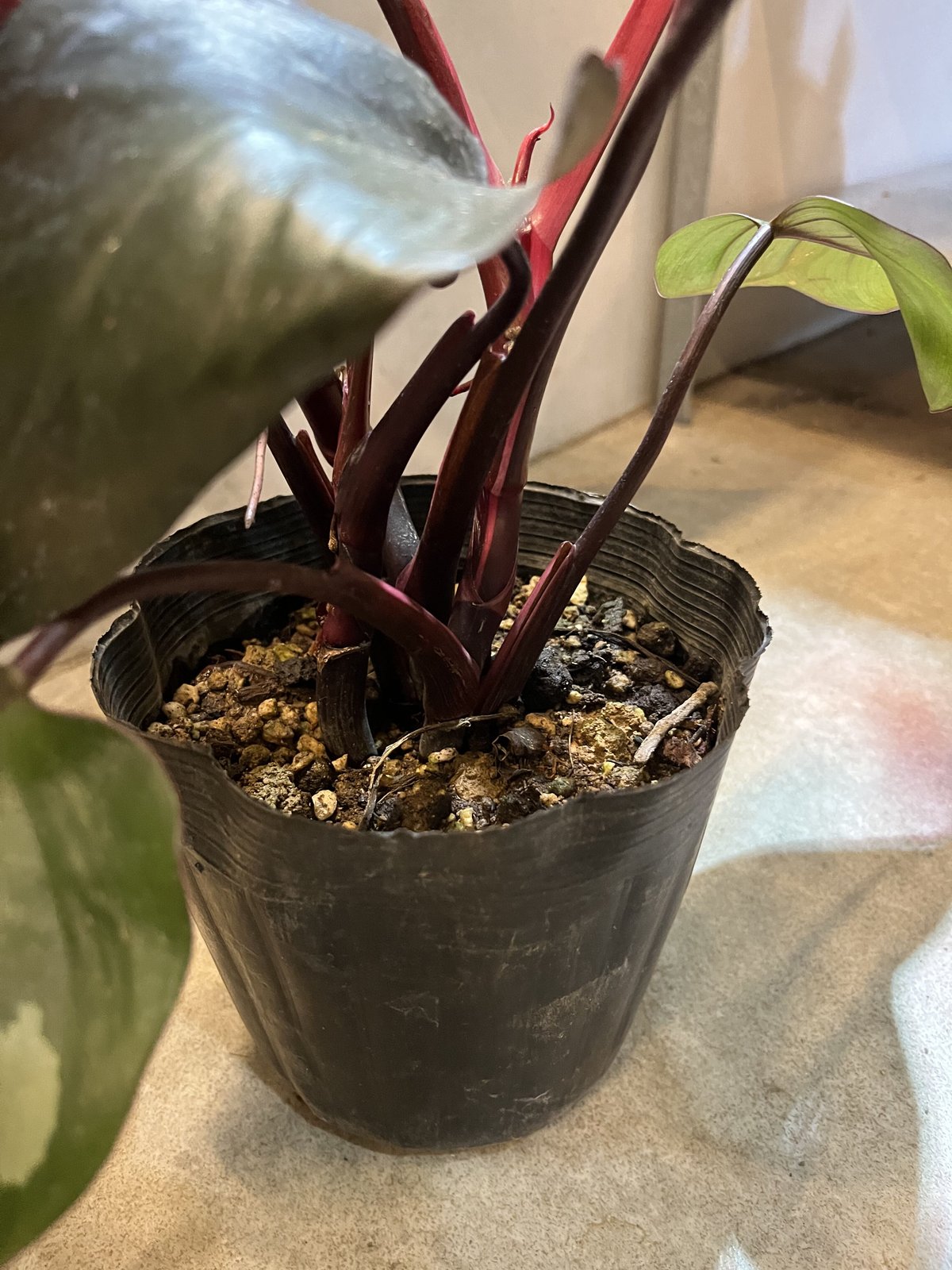 フィロデンドロン ピンクプリンセス | GREEN LUCK