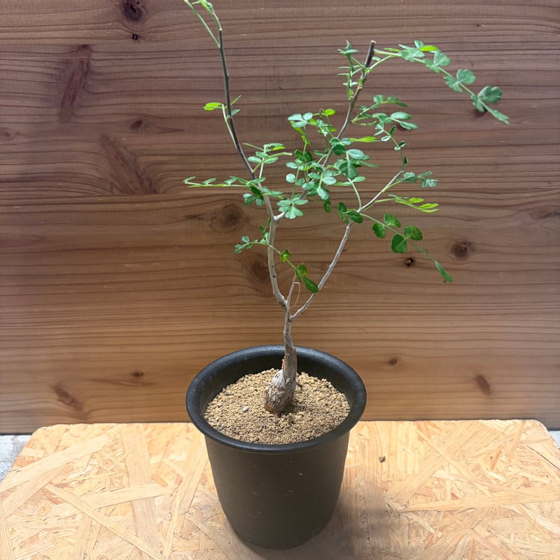 パキコルムス ディスカラー '象の木' | GREEN LUCK