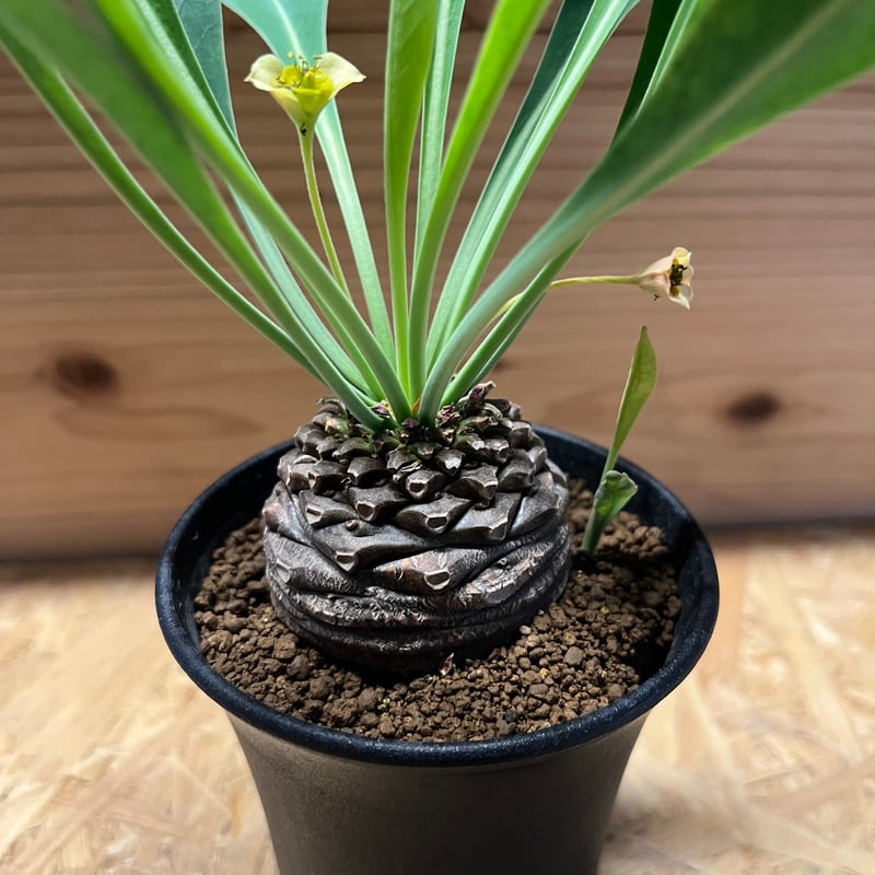 パティッシュユーフォルビア ムルチフォリア　鉢付き パティッシュ様専用ユーフォルビア ムルチフォリア 鉢付き