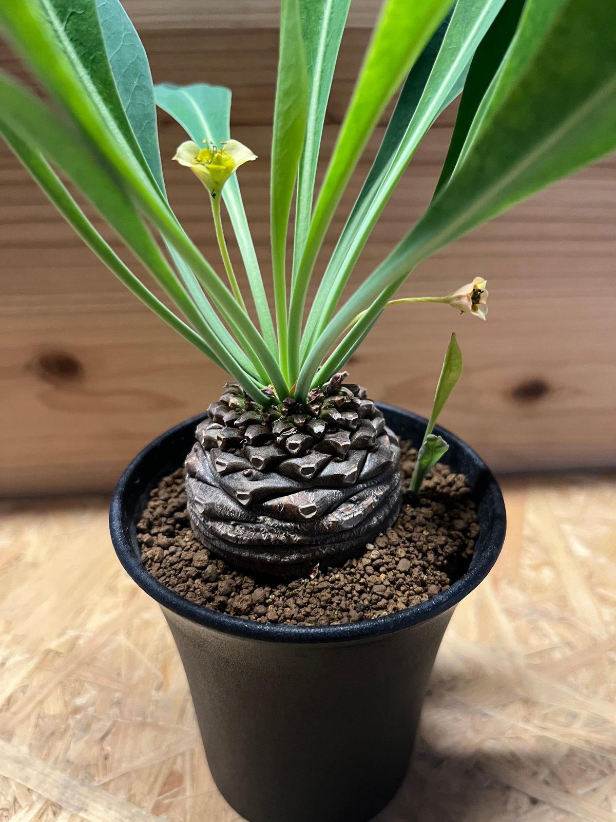 N*M様 コピアポア メガリッツァ / 虎髯玉 VALIEM 鉢付き！バリ アストロフィツム：アステリアス亀甲兜丸（カブトマル）3号