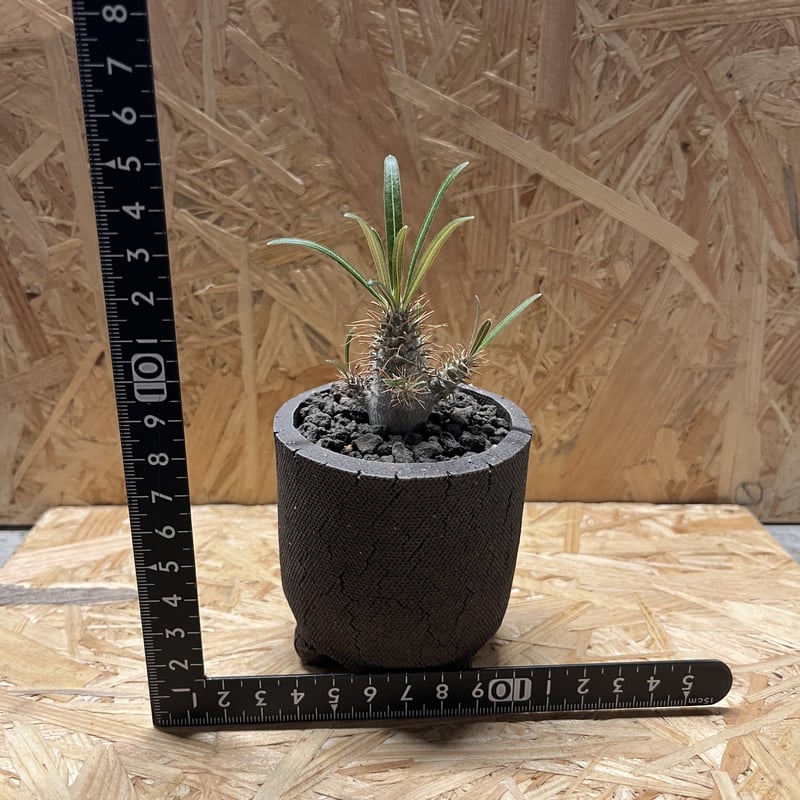 グラキリス実生 高さ約30cm グラキリス実生 高さ約30cm 51kCOfhlJkL._UF1000,1000_QL80_.jpg