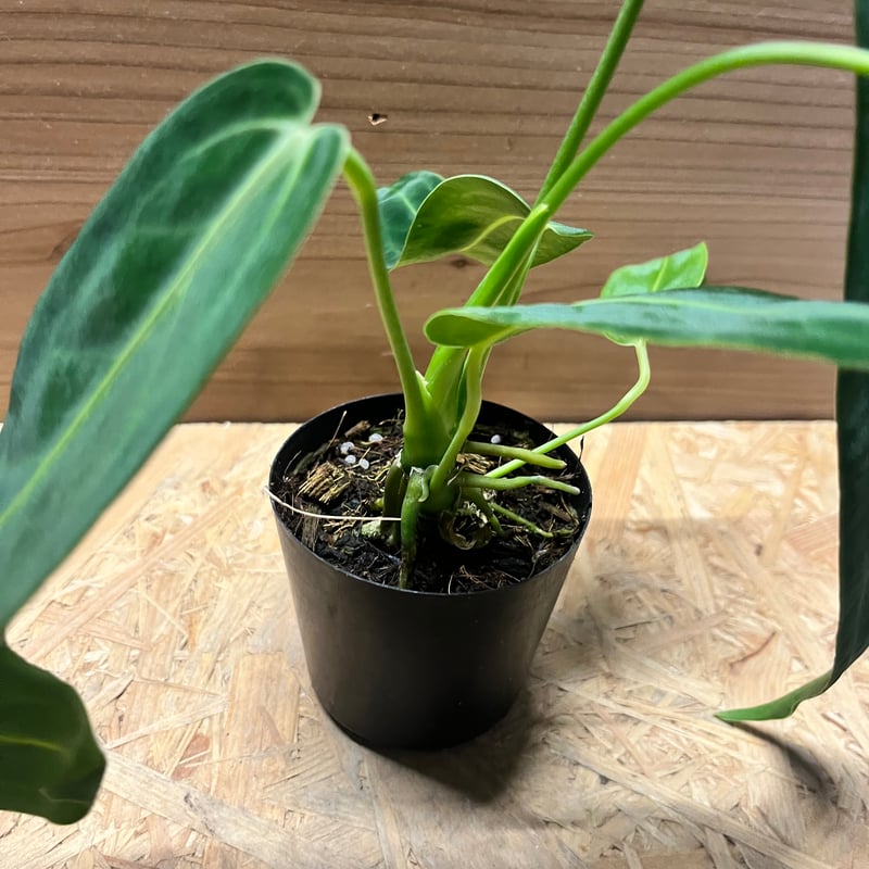 アンスリウム ワロクアナム | GREEN LUCK アンスリウム ワロクアナム | GREEN LUCK