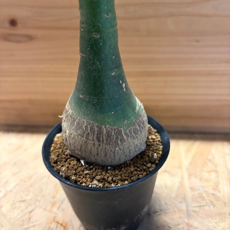 アデニア　グラウカ
