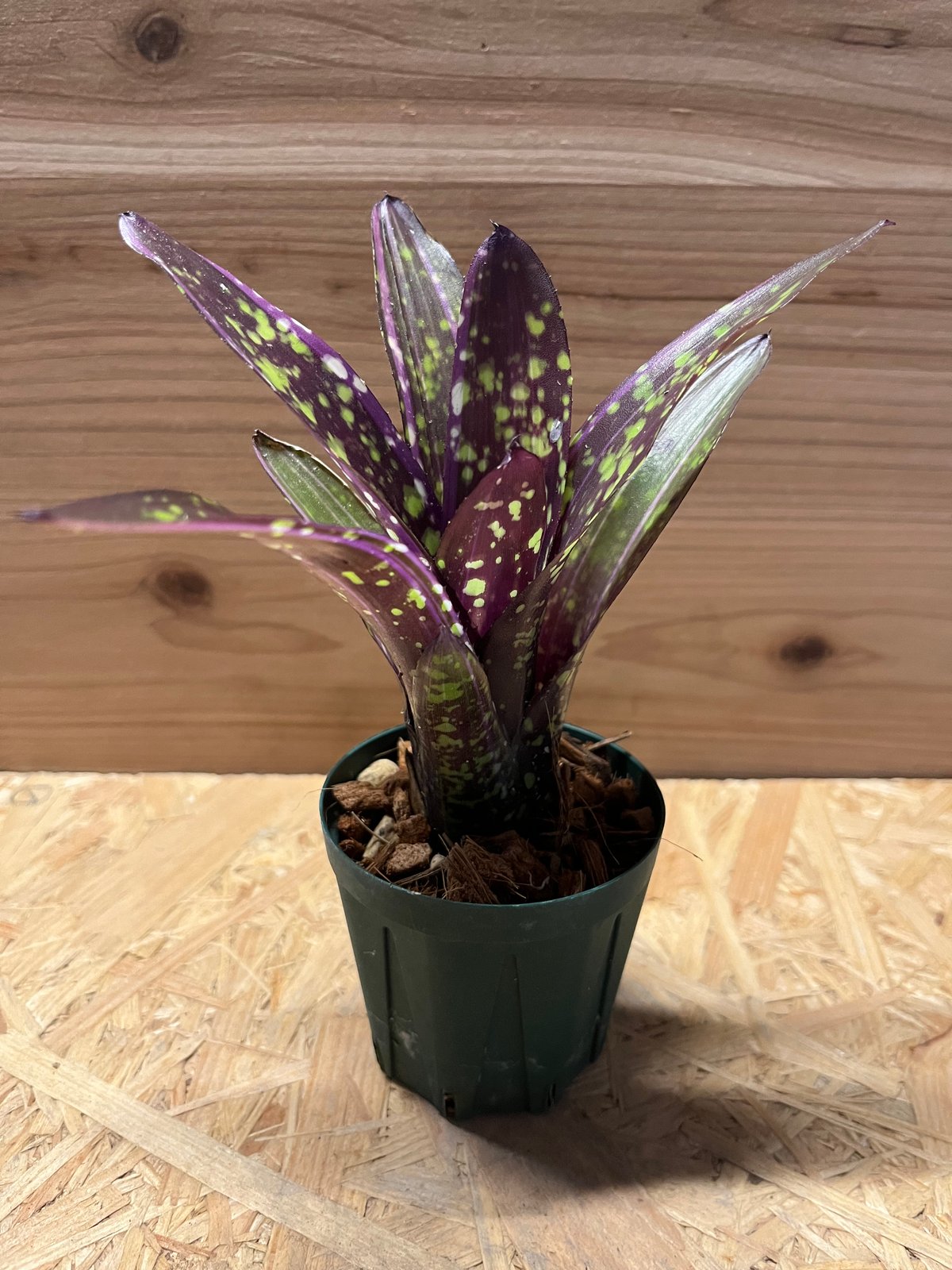 ネオレゲリア オールウェイズ カレン | GREEN LUCK