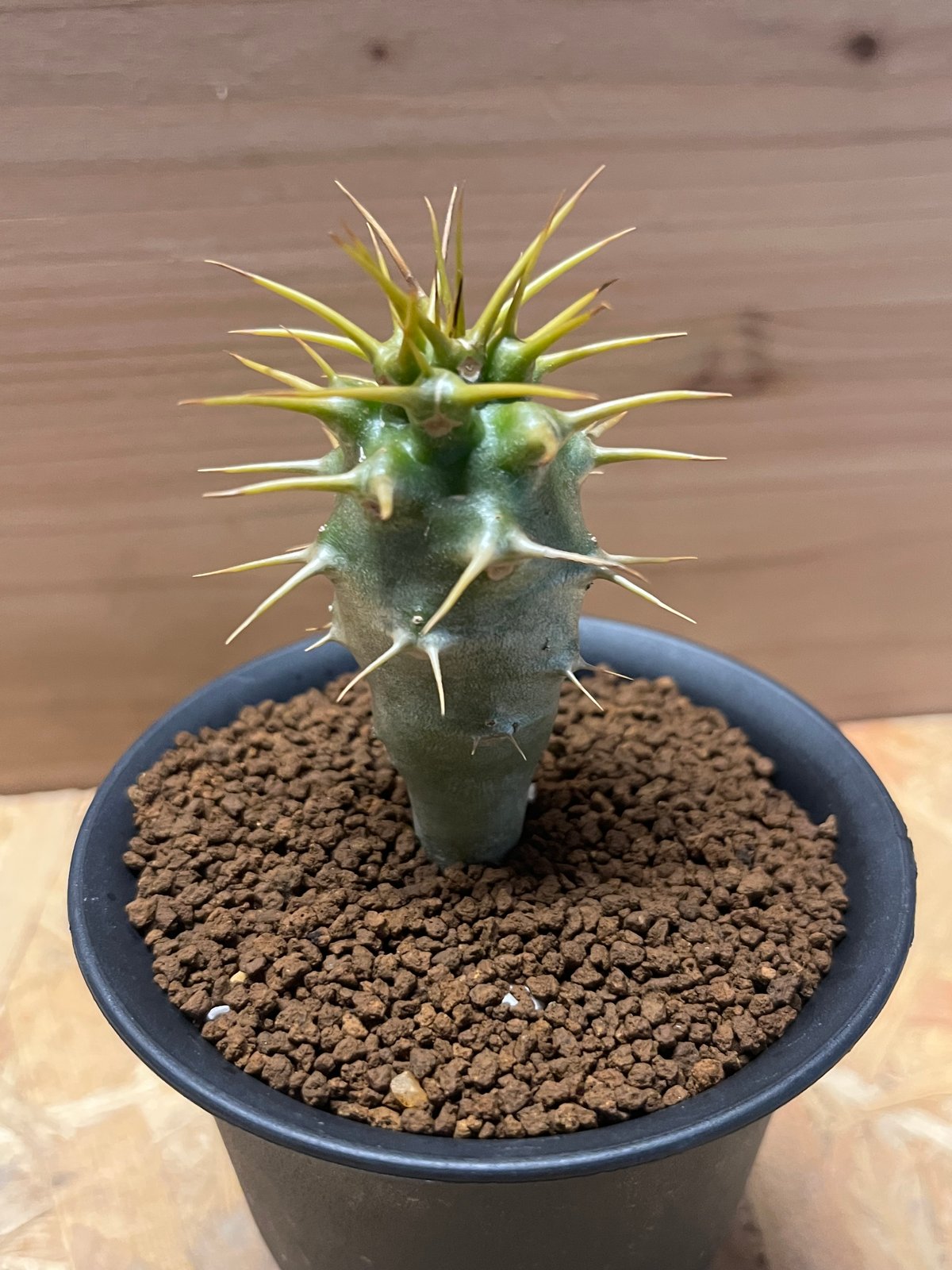 パキポディウム　アンボンゲンセ パキポディウム・アンボンゲンセ pseudoternata（偽の三本（刺