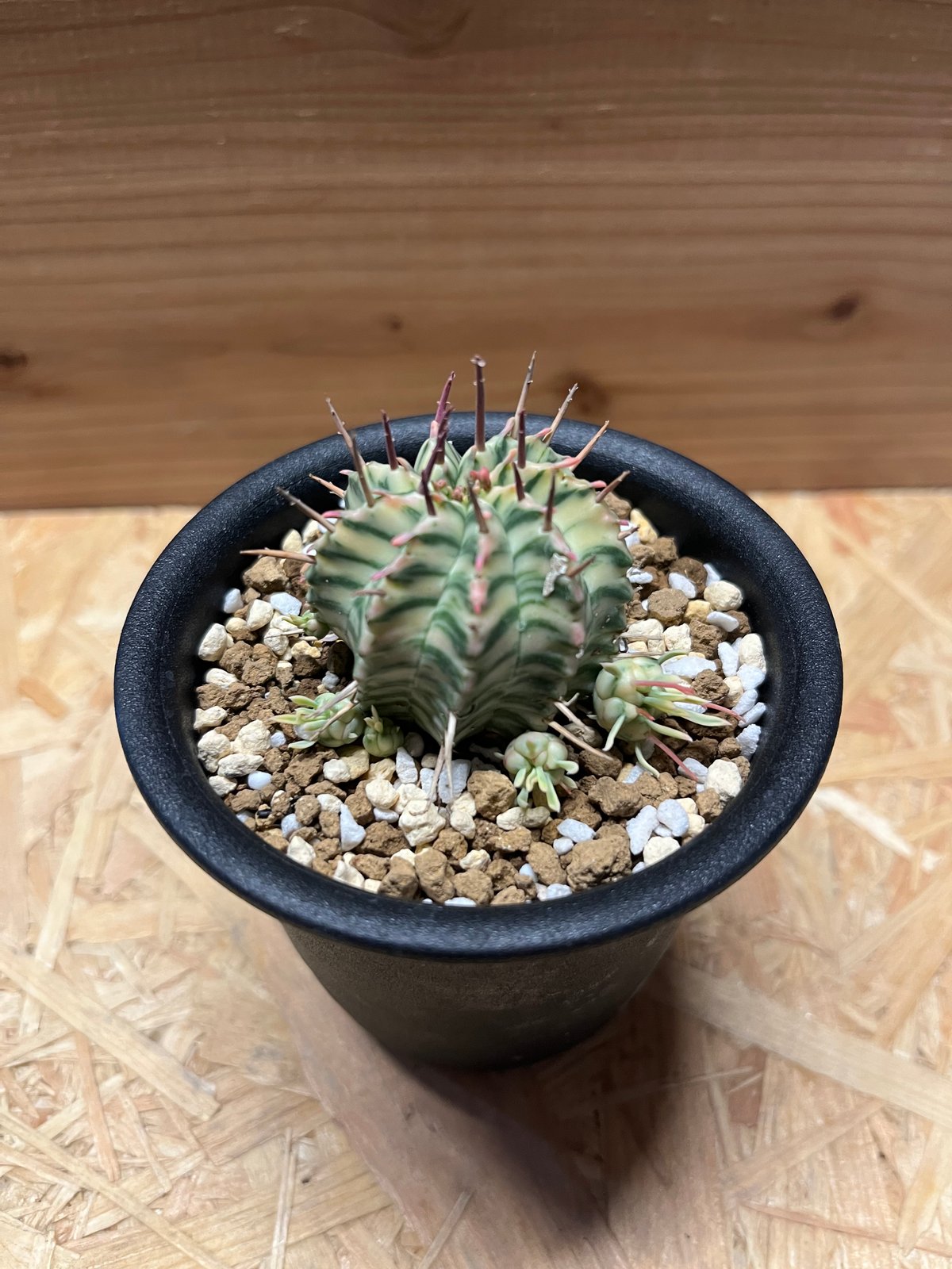 ユーフォルビア メロフォルミス錦 | GREEN LUCK