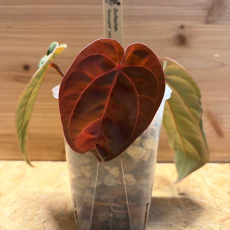 アンスリウム | STORES