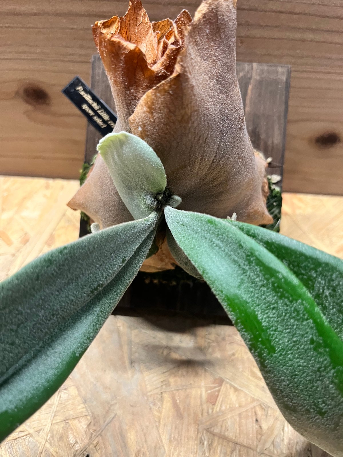 ビカクシダ リトルクラウン スポアセレクト | GREEN LUCK