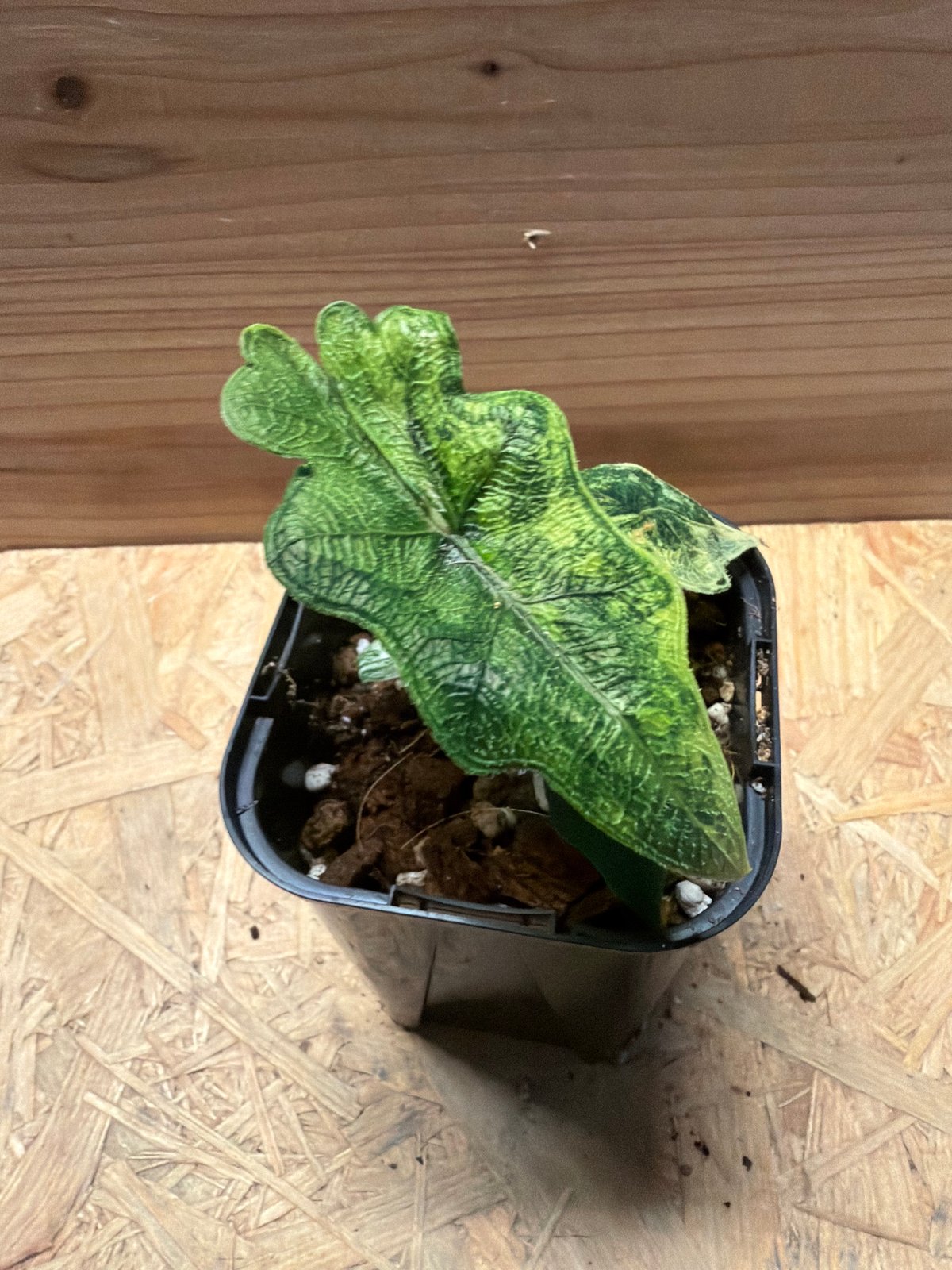 アロカシア・ジャクリン 斑入り Alocasia Jacklyn var. Alocasia jacklyn アロカシア ジャクリン アロカシアジャックリン 観葉