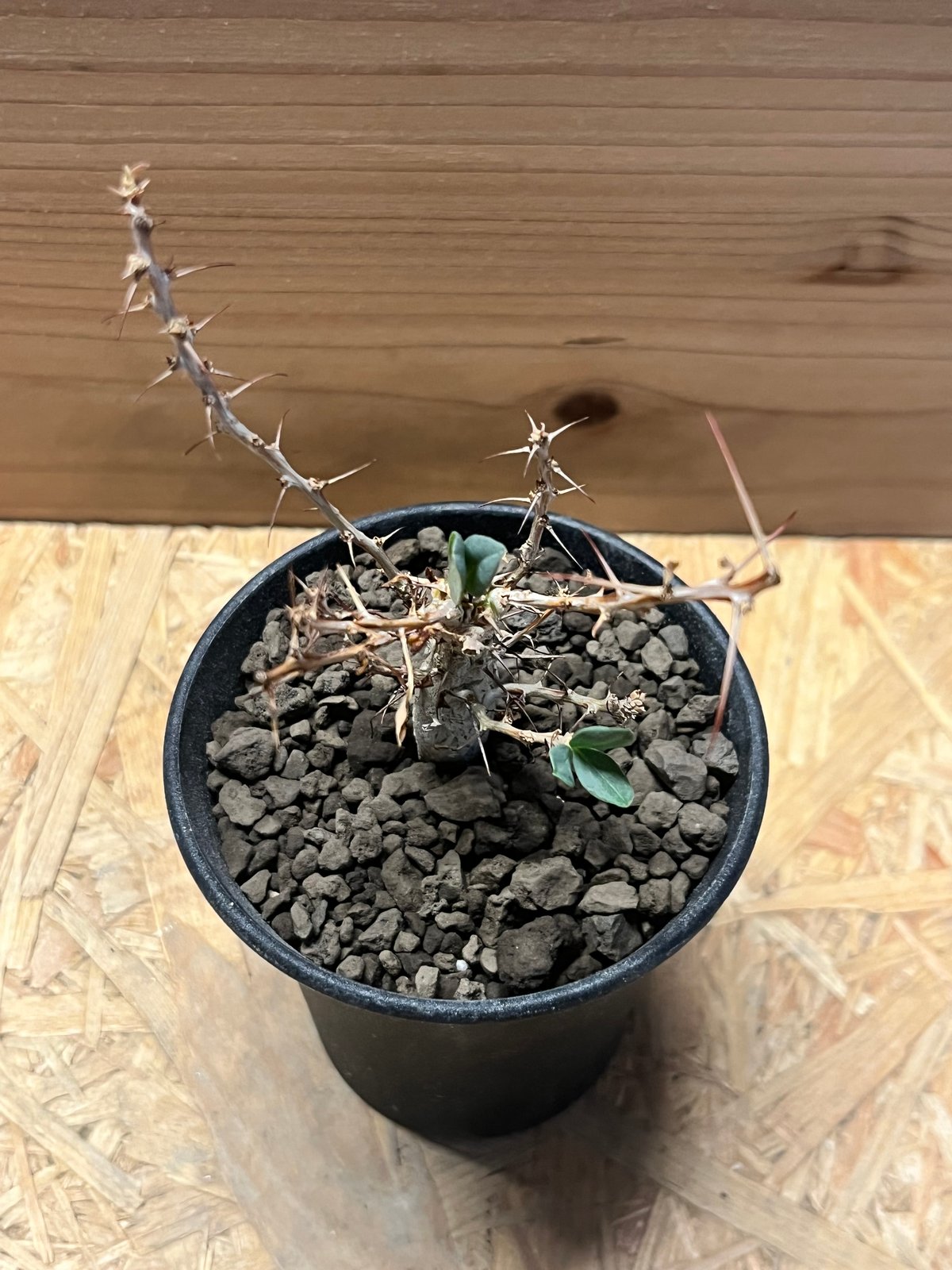 フォークイエリア コルムナリス 観峰玉 | GREEN LUCK