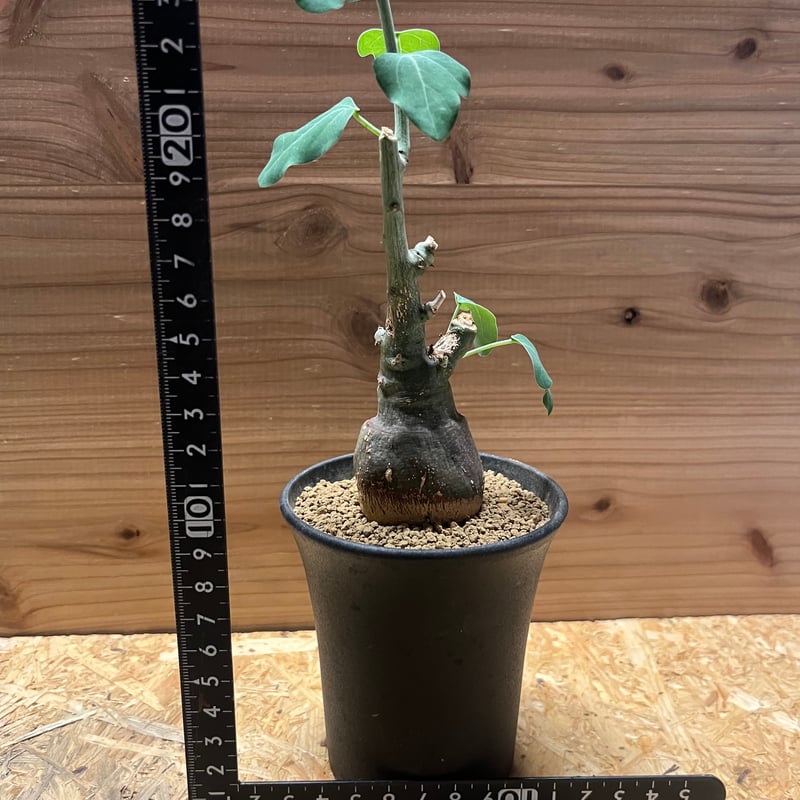 ド扁平ムチムチ緑スライム　幹幅20cm↑　ブサカワ 発根済　アデニア　スピノーサ fit=scale-down,w=1200