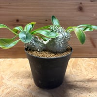 パキポディウム アンボンゲンセ 伝市鉢 | GREEN LUCK