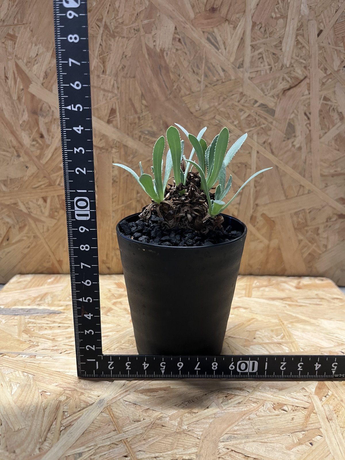 オトンナ　レトロルサ オトンナ レトロルサ Othonna retrorsa | mana's farm:塊根植物・