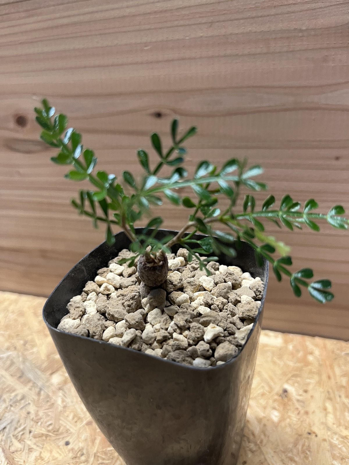 Operculicarya pachypus パキプス　根差し オペルクリカリア パキプス 根差し | GREEN LUCK