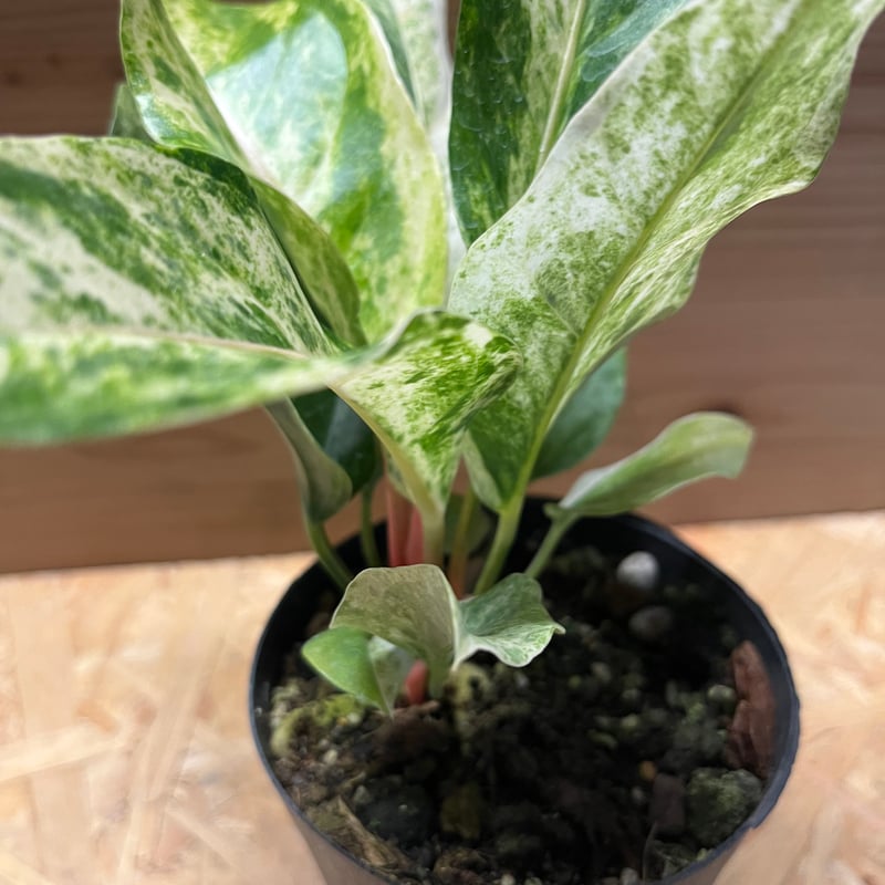 アンスリウム ジャングルブッシュ 斑入り | GREEN LUCK