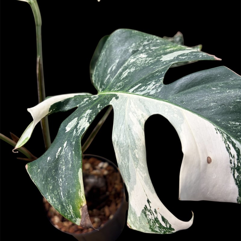 モンステラ 'ホワイトフェアリー' | GREEN LUCK